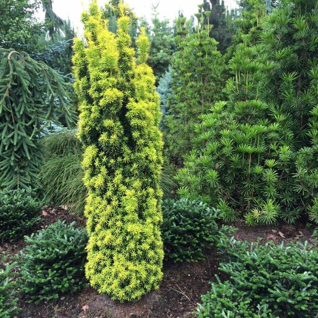 Taxus baccata 'Standishii'