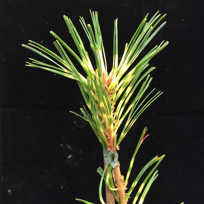 Pinus parviflora 'Ogon-janome'
