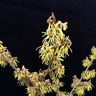 Hamamelis intermedia 'Sophie'