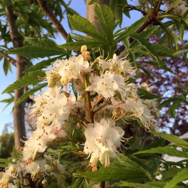 Aesculus hippocastanum pumila