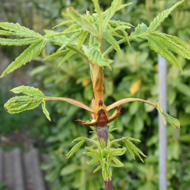 Aesculus hippocastanum pumila