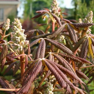 Aesculus pavia 'Rosea Nana'