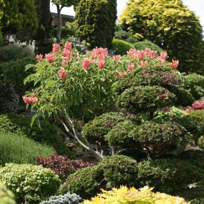 Aesculus pavia 'Rosea Nana'