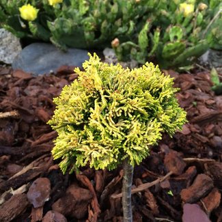 Chamaecyparis obtusa 'UK Yellow Dwarf'