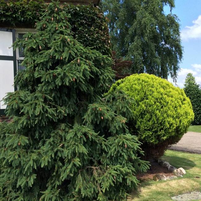 Picea abies 'Acrocona'