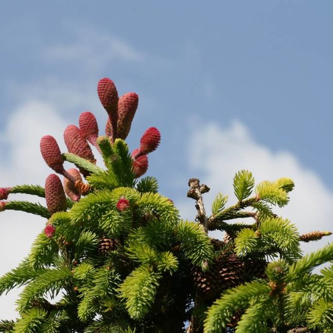 Picea abies 'Acrocona'