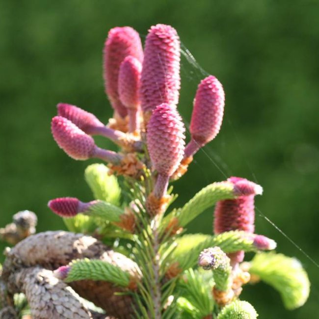 Picea abies 'Acrocona'