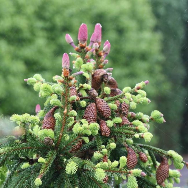 Picea abies 'Acrocona'