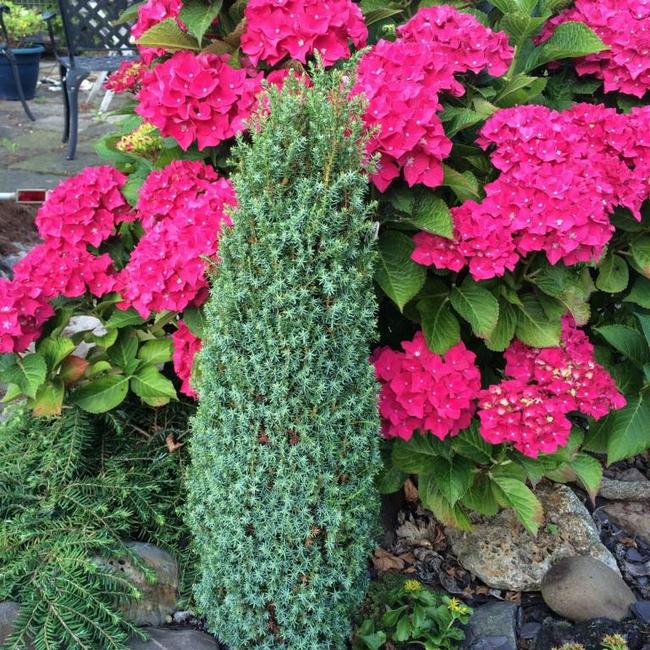 Juniperus communis 'Brynhyfryd Gold'