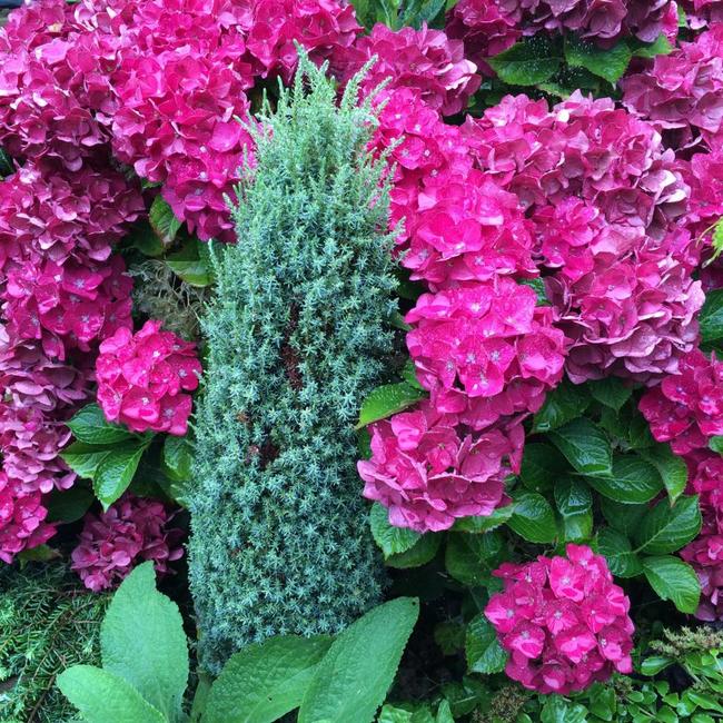 Juniperus communis 'Brynhyfryd Gold'