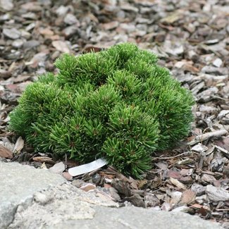 Pinus mugo 'Michelle'