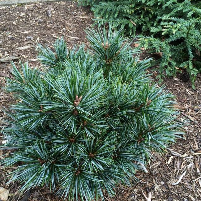 Pinus koraiensis 'Blue Ball'
