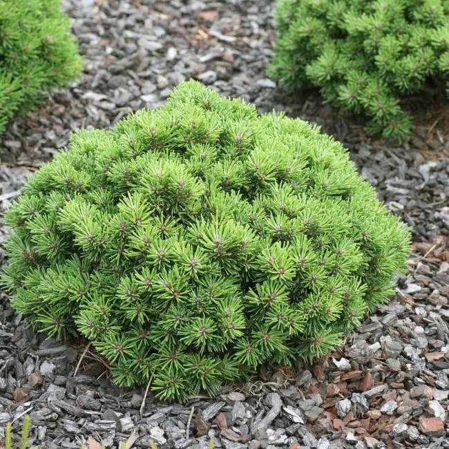 Pinus mugo 'Suzi'