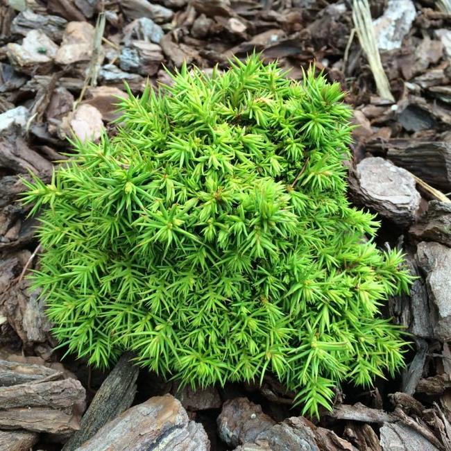 Cryptomeria japonica 'Tenzan'