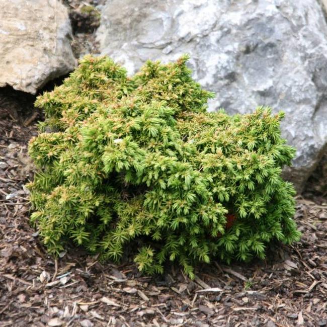 Cryptomeria japonica 'Tenzan'