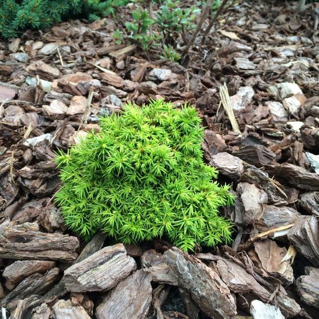 Cryptomeria japonica 'Tenzan'