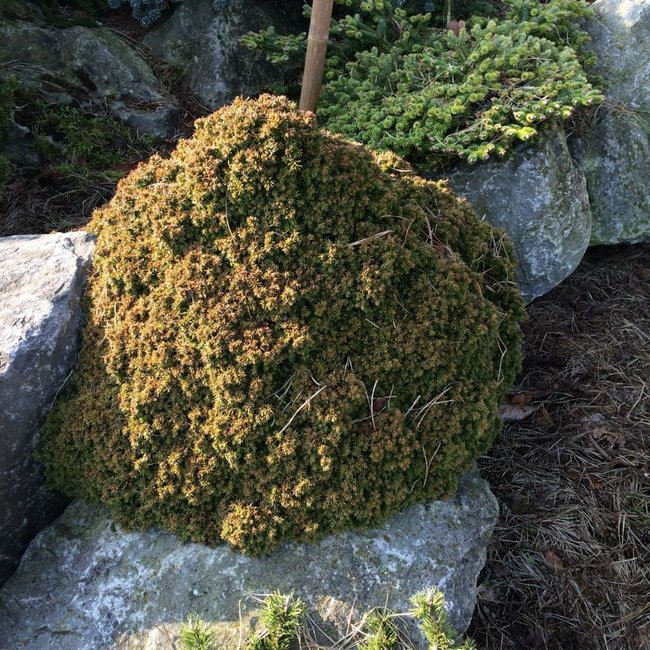 Cryptomeria japonica 'Tenzan'