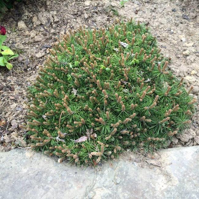 Pinus uncinata 'Paradekissen'