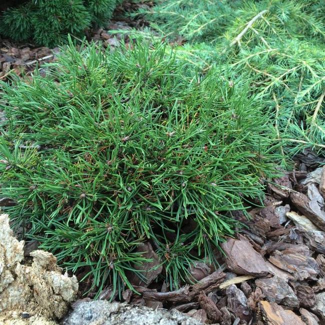 Pinus uncinata 'Paradekissen'