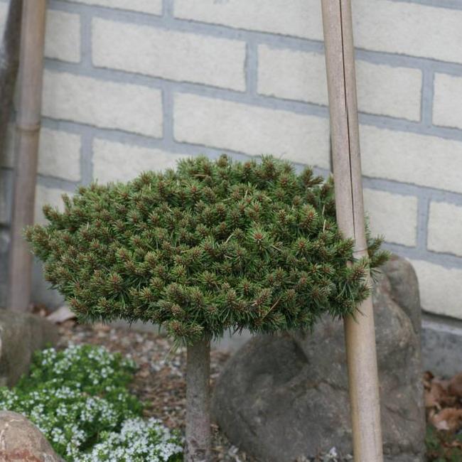 Pinus uncinata 'Paradekissen'