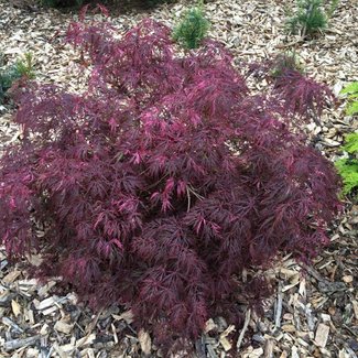 Acer palmatum 'Hana Matoi'