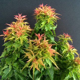 Acer palmatum 'Hupp's Dwarf'