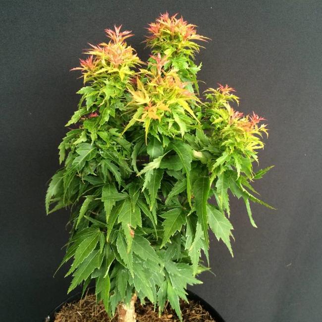 Acer palmatum 'Hupp's Dwarf'
