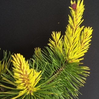 Pinus contorta 'Frisian Gold'