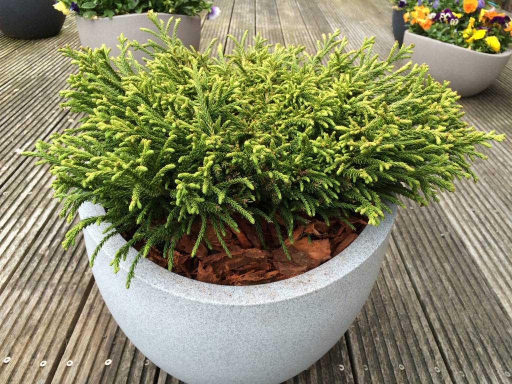 Cryptomeria japonica ‘Little Champion’ - Herman Geers