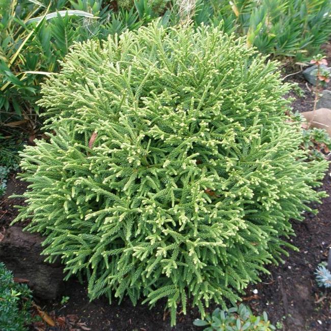 Cryptomeria japonica 'Little Champion'