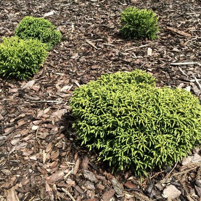 Cryptomeria japonica 'Little Champion'