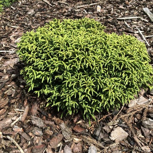 Cryptomeria japonica 'Little Champion'