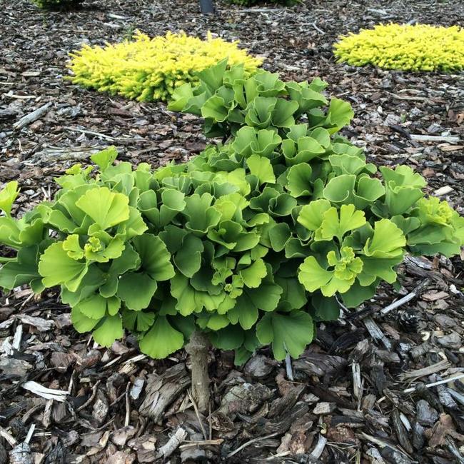 Ginkgo biloba 'Troll'
