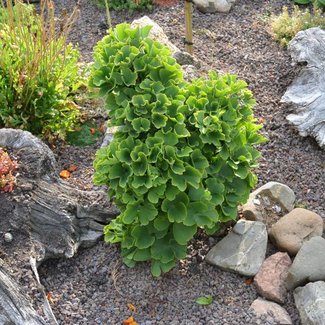 Ginkgo biloba 'Troll'