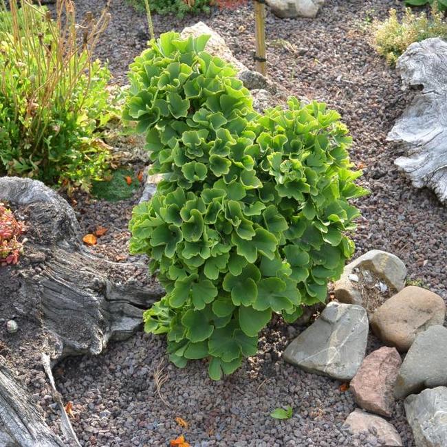 Ginkgo biloba 'Troll'