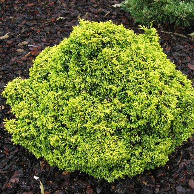 Chamaecyparis obtusa 'Butterball'