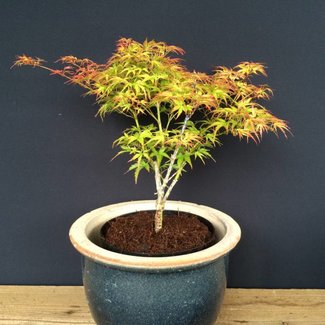 Acer palmatum 'Kamagata'