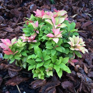 Pieris japonica 'Spring Candy'