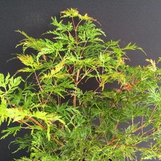 Acer palmatum 'Emerald Lace'