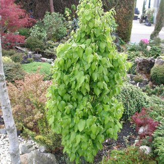 Carpinus betulus 'Fastigiata Nana'