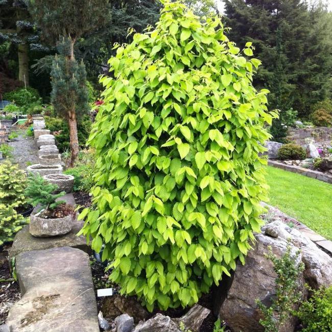 Carpinus betulus 'Fastigiata Nana'