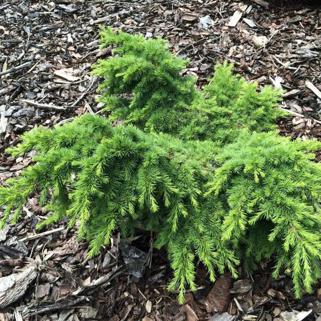 Cedrus libani 'Homepark'
