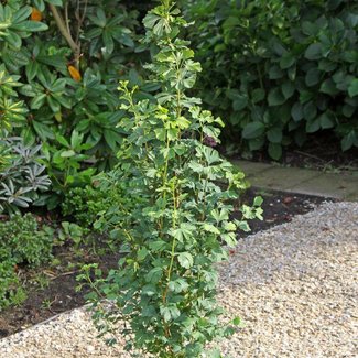 Ginkgo biloba 'Menhir'