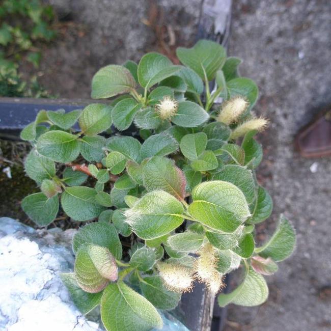 Salix x jezoensis alpina