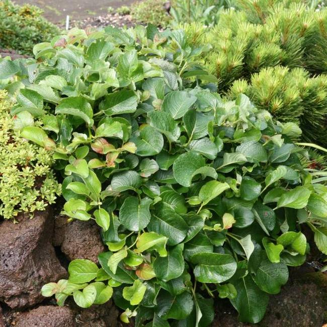 Salix x jezoensis alpina