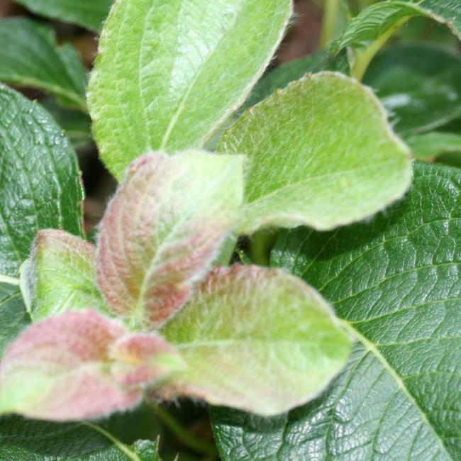 Salix x jezoensis alpina