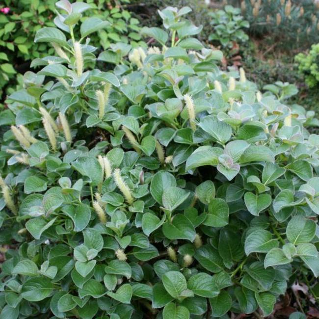 Salix x jezoensis alpina