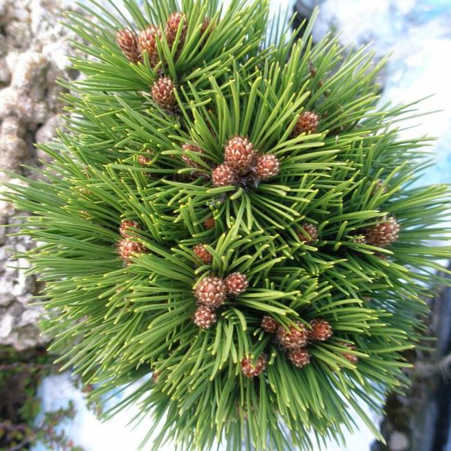 Pinus heldreichii 'Smidtii'