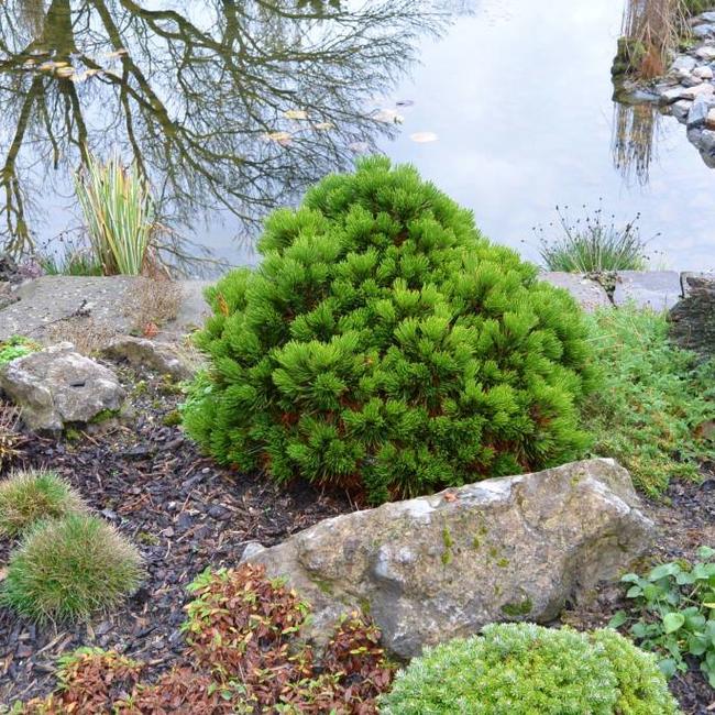 Pinus heldreichii 'Smidtii'