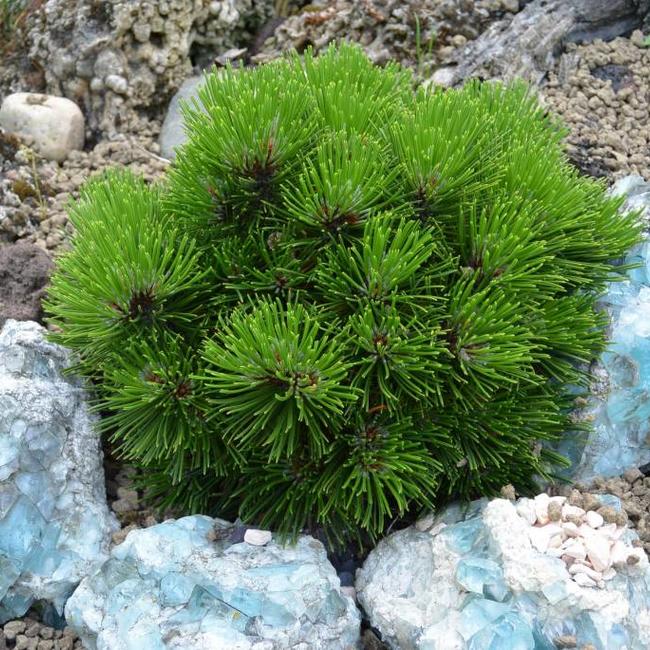 Pinus heldreichii 'Smidtii'